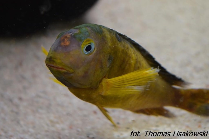 Tropheus sp. 'lukuga' Karilani Island (Kushangaza)